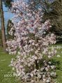 różowy Ogrodowe Kwiaty Magnolia zdjęcie, uprawa i opis, charakterystyka i hodowla