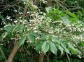 vit Trädgårdsblommor Maleberry, Lyonia Fil, uppodling och beskrivning, egenskaper och odling