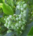 vit Trädgårdsblommor Maleberry, Lyonia Fil, uppodling och beskrivning, egenskaper och odling