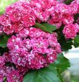 roosa Aias Lilli Midland Viirpuu, Crataegus Foto, kultiveerimine ja kirjeldus, omadused ja kasvav