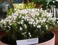 white Garden Flowers Mountain Heather, Phyllodoce Photo, cultivation and description, characteristics and growing