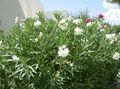 white Garden Flowers Oleander, Nerium oleander Photo, cultivation and description, characteristics and growing