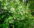 white Garden Flowers Oleaster, Cherry Silverberry, Goumi, Silver Buffaloberry, Elaeagnus Photo, cultivation and description, characteristics and growing