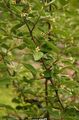 yellow Tuin Bloemen Oleaster, Kersen Silverberry, Goumi, Zilver Buffaloberry, Elaeagnus foto, teelt en beschrijving, karakteristieken en groeiend