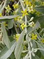 sarı Bahçe Çiçekleri Iğde, Kiraz Silverberry, Goumi, Gümüş Buffaloberry, Elaeagnus fotoğraf, yetiştirme ve tanım, özellikleri ve büyüyen