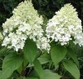 branco Flores do Jardim Panícula Hortênsia, Hortênsia Árvore, Hydrangea paniculata foto, cultivo e descrição, características e crescente