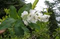 白 园林花卉 珍珠布什, Exochorda 照, 养殖 和 描述, 特点 和 成长