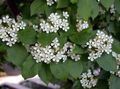 white Garden Flowers Photinia Photo, cultivation and description, characteristics and growing