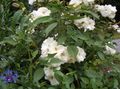 white Garden Flowers Polyantha rose, Rosa polyantha Photo, cultivation and description, characteristics and growing