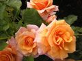 pomarańczowy Ogrodowe Kwiaty Polyantha Wzrosła, Rosa polyantha zdjęcie, uprawa i opis, charakterystyka i hodowla