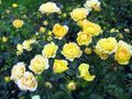 żółty Ogrodowe Kwiaty Polyantha Wzrosła, Rosa polyantha zdjęcie, uprawa i opis, charakterystyka i hodowla