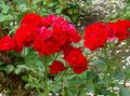 czerwony Ogrodowe Kwiaty Polyantha Wzrosła, Rosa polyantha zdjęcie, uprawa i opis, charakterystyka i hodowla