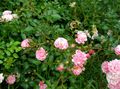 pink Garden Flowers Polyantha rose, Rosa polyantha Photo, cultivation and description, characteristics and growing