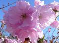 pink Garden Flowers Prunus, plum tree Photo, cultivation and description, characteristics and growing
