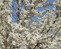 white Garden Flowers Prunus, plum tree Photo, cultivation and description, characteristics and growing