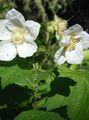 hvid Lilla-Blomstrende Hindbær, Thimbleberry, Rubus Foto, dyrkning og beskrivelse, egenskaber og voksende