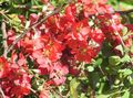 dearg bláthanna gairdín Quince, Chaenomeles-japonica Photo, saothrú agus Cur síos, saintréithe agus ag fás