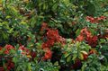 sarkans Dārza Ziedi Cidonija, Chaenomeles-japonica Foto, audzēšana un apraksts, raksturlielumi un augošs