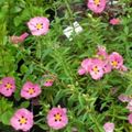 pink Garden Flowers Rock rose, Sun Rose, Cistus Photo, cultivation and description, characteristics and growing