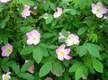 pink Garden Flowers Rosa Photo, cultivation and description, characteristics and growing