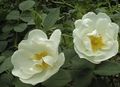 branco Flores do Jardim Rosa foto, cultivo e descrição, características e crescente