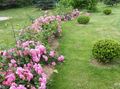 roza Vrtno Cvetje Rose Pritlehna, Rose-Ground-Cover fotografija, gojenje in opis, značilnosti in rast