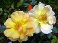 kollane Aias Lilli Rose Taimkate, Rose-Ground-Cover Foto, kultiveerimine ja kirjeldus, omadused ja kasvav