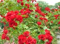 rdeča Vrtno Cvetje Rose Pritlehna, Rose-Ground-Cover fotografija, gojenje in opis, značilnosti in rast