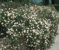 valge Aias Lilli Rose Taimkate, Rose-Ground-Cover Foto, kultiveerimine ja kirjeldus, omadused ja kasvav