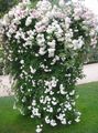 white Garden Flowers Rose Rambler, Climbing Rose Photo, cultivation and description, characteristics and growing