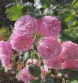 pink Garden Flowers Rose Rambler, Climbing Rose Photo, cultivation and description, characteristics and growing