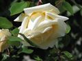 yellow Garden Flowers Rose Rambler, Climbing Rose Photo, cultivation and description, characteristics and growing