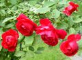 kuva Ruusu Rambler, Kiipeily Ruusu tuntomerkit, ominaisuudet ja viljely