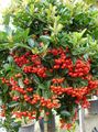 white Garden Flowers Scarlet Firethorn, Pyracantha coccinea Photo, cultivation and description, characteristics and growing
