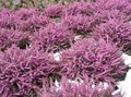 pink Garden Flowers Scotch Heath, Winter Heath, Erica Photo, cultivation and description, characteristics and growing