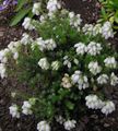 branco Flores do Jardim Heath Scotch, Heath Inverno, Erica foto, cultivo e descrição, características e crescente