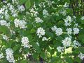 beyaz Bahçe Çiçekleri Amelanchier, Karlı Mespilus fotoğraf, yetiştirme ve tanım, özellikleri ve büyüyen