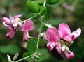 pink Garden Flowers Shrub Bush Clover, Lespedeza Photo, cultivation and description, characteristics and growing