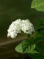 білий Садові Квіти Гортензія Деревоподібна, Hydrangea arborescens Фото, вирощування і опис, характеристика і зростаючий
