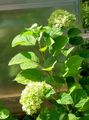 зелений Садові Квіти Гортензія Деревоподібна, Hydrangea arborescens Фото, вирощування і опис, характеристика і зростаючий