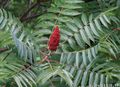 red Garden Flowers Smooth Sumac, Rhus glabra Photo, cultivation and description, characteristics and growing