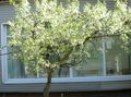 balts Dārza Ziedi Skābo Ķiršu, Ķiršu Pīrāgs, Cerasus vulgaris, Prunus cerasus Foto, audzēšana un apraksts, raksturlielumi un augošs