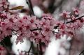 ružová Záhradné kvety Višňa, Koláč Čerešňa, Cerasus vulgaris, Prunus cerasus fotografie, pestovanie a popis, vlastnosti a pestovanie