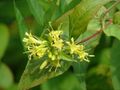 žlutý Zahradní květiny Jižní Bush Zimolez, Horská Bush Zimolez, Diervilla fotografie, kultivace a popis, charakteristiky a pěstování