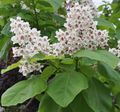 white Garden Flowers Southern catalpa, Catawba, Indian bean tree, Catalpa bignonioides Photo, cultivation and description, characteristics and growing