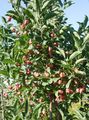 sārts Dārza Ziedi Spindle Tree, Euonymus Foto, audzēšana un apraksts, raksturlielumi un augošs
