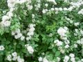 white Garden Flowers Spirea, Bridal's Veil, Maybush, Spiraea Photo, cultivation and description, characteristics and growing