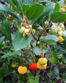 white Garden Flowers Strawberry Tree, Arbutus Photo, cultivation and description, characteristics and growing