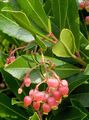 pink Garden Flowers Strawberry Tree, Arbutus Photo, cultivation and description, characteristics and growing