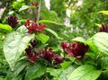 burgundy Garden Flowers Sweet Shrub, Carolina Allspice, Strawberry Shrub, Bubby Bush, Sweet Betsy, Calycanthus Photo, cultivation and description, characteristics and growing